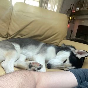 Meet your Posher, Marvin